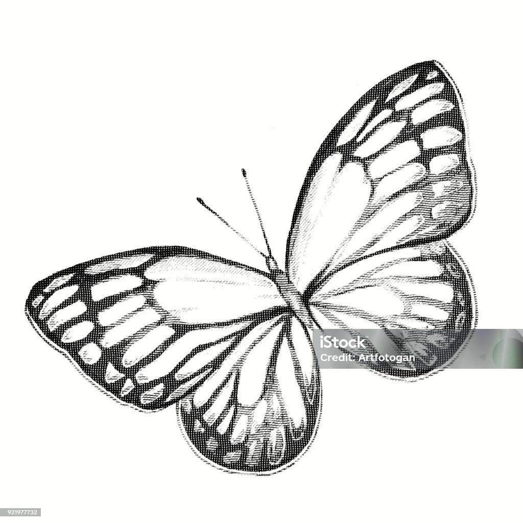 Pencil Drawing Of A Butterfly Engraving Stock Illustration ...