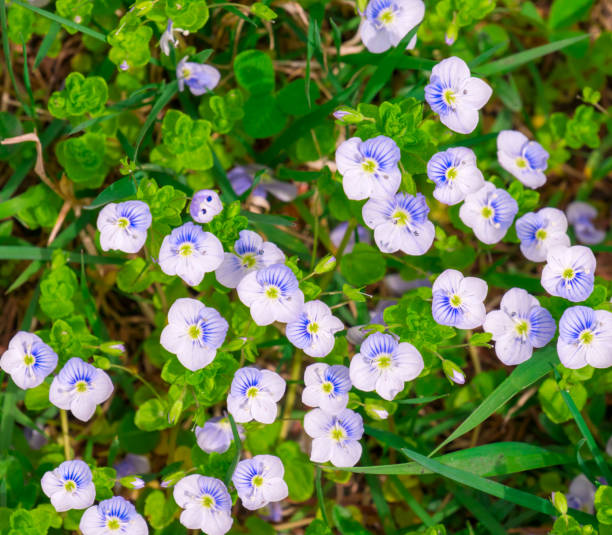 istock Spring flowers - Veronica. Beautifully blooming. Floral background. 921980032