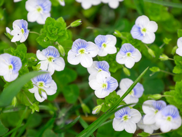 istock Spring flowers - Veronica. Beautifully blooming. Floral background. 921980050