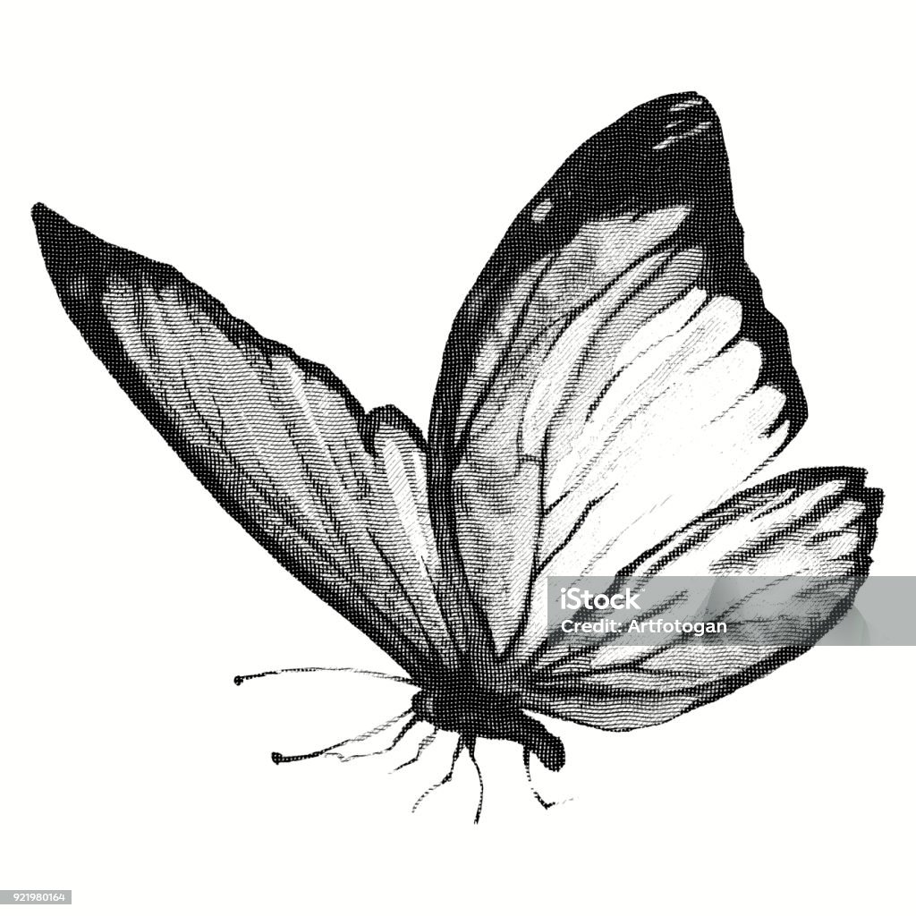 Ilustración de Lápiz De Dibujo De Una Mariposa Grabado y más Vectores  Libres de Derechos de Animal - Animal, Blanco y negro, Cuadrado -  Composición - iStock
