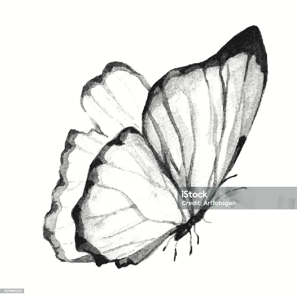 Pencil Drawing Of A Butterfly Engraving Stock Illustration ...