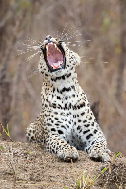 istock Lone leopard lay down to rest on an anthill in nature during daytime 921981304
