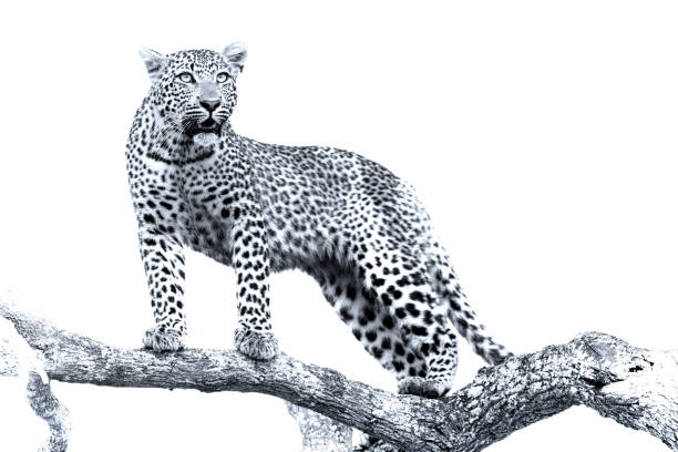 Artistic conversion of a leopard in a big tree with thick branches
