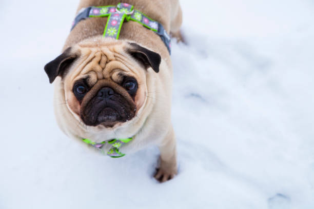 istock Dog walks in the winter. 921983646