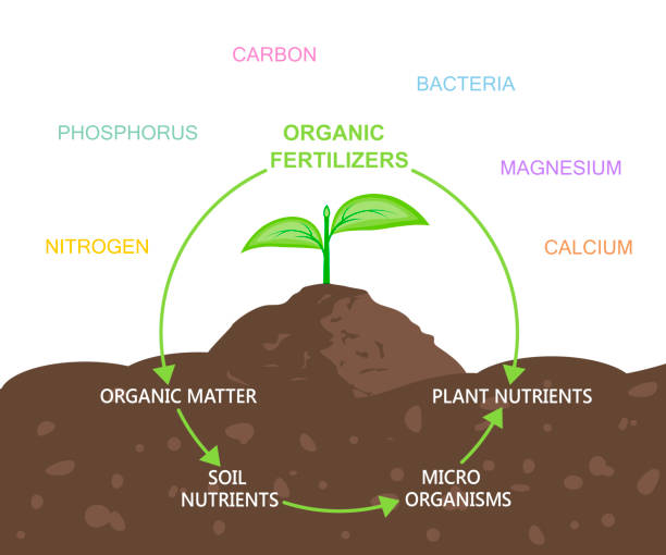 Diagram of Nutrients in Organic Fertilizers Diagram of nutrients in organic fertilizers. Vector illustration flat design soil health stock illustrations