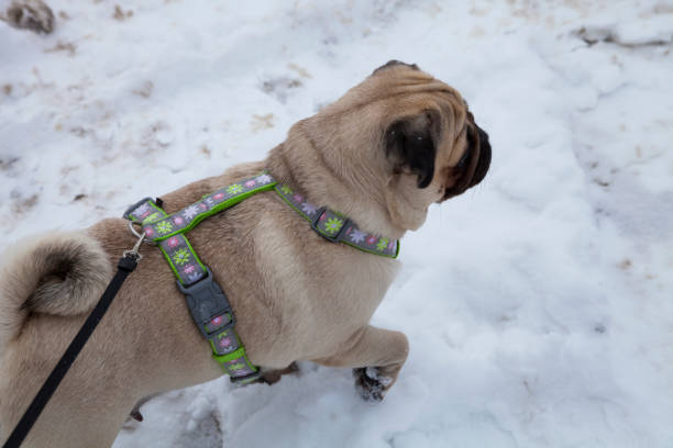 istock Dog walks in the winter. 921983718
