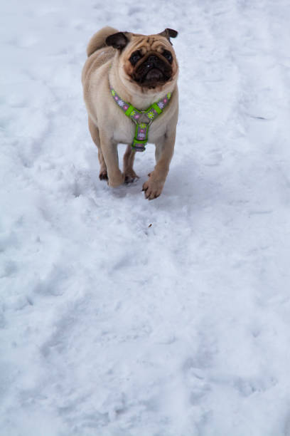 istock Dog walks in the winter. 921983814
