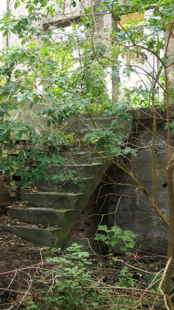 istock Stairs to the jungle 921983818