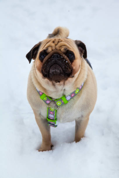 istock Dog walks in the winter. 921983964