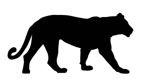 Lioness Abstract vector illustration of a lioness silhouette big cat stock illustrations