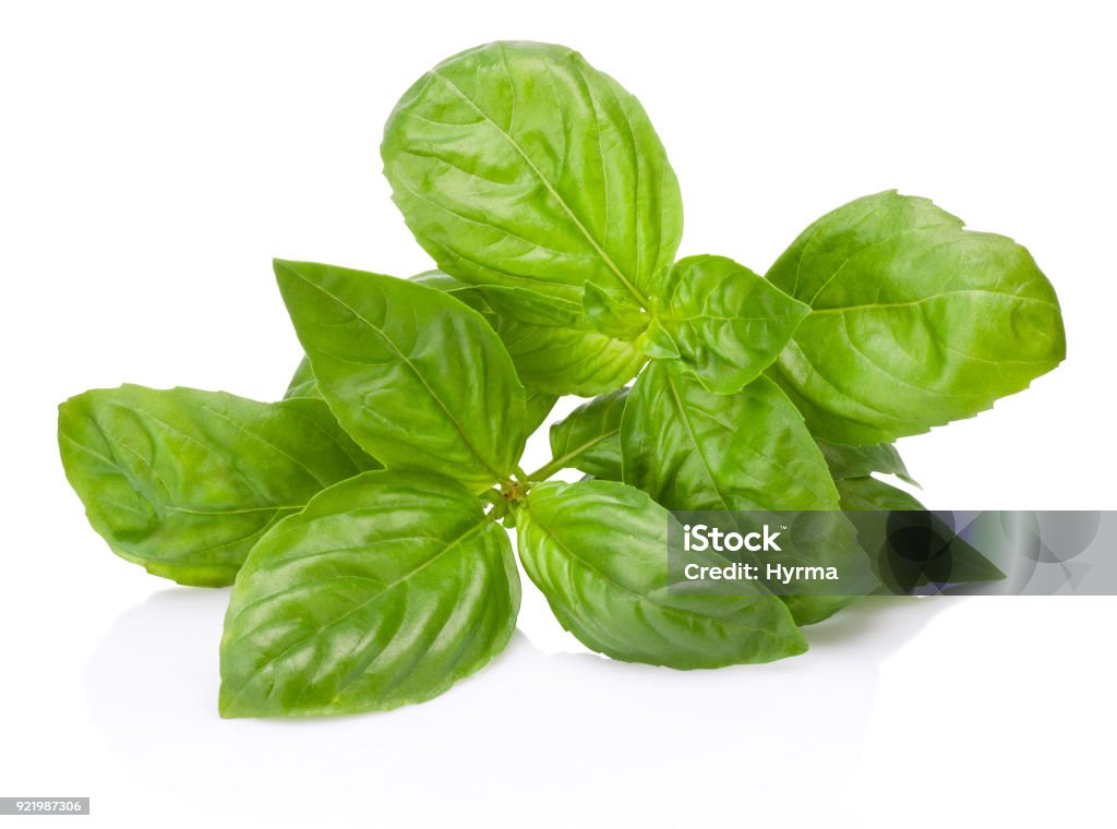 Fresh green basil herb leaves isolated on white background Basil Stock Photo