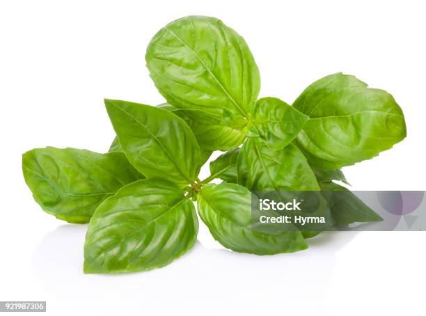 Fresh Green Basil Herb Leaves Isolated On White Background Stock Photo - Download Image Now