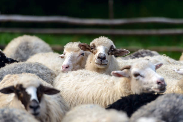istock Herd of sheeps closeup 921987568