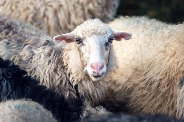 istock Herd of sheeps closeup 921987614