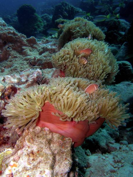 ピンクスカンクカクレクマノミ - sea life andaman sea thailand damselfish ストックフォトと画像