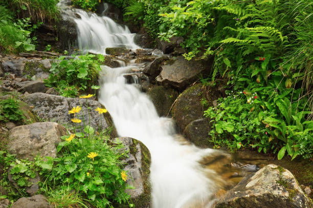 istock Small waterfall in the forest bathing in lush green, summertime outdoor theme 921987650