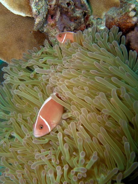 ピンクスカンクカクレクマノミ - sea life andaman sea thailand damselfish ストックフォトと画像