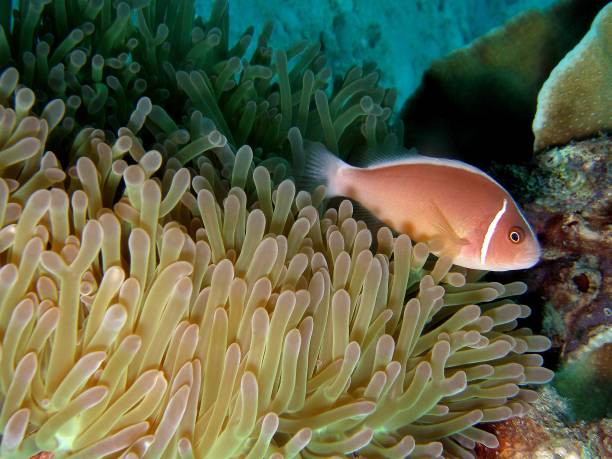 ピンクスカンクカクレクマノミ - sea life andaman sea thailand damselfish ストックフォトと画像