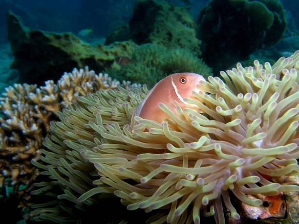 ピンクスカンクカクレクマノミ - sea life andaman sea thailand damselfish ストックフォトと画像