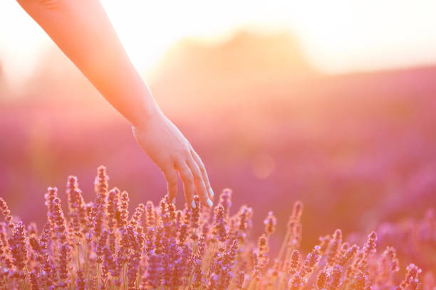 istock Woman's hand softly touching lavender flowers at sunset. 921987966