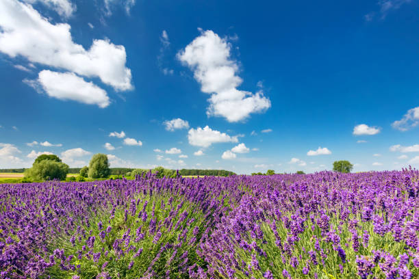istock Lavender flower field in full bloom, sunny blue sky 921987972