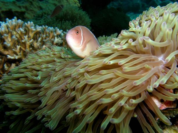 ピンクスカンクカクレクマノミ - sea life andaman sea thailand damselfish ストックフォトと画像