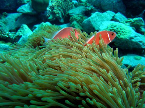 ピンクスカンクカクレクマノミ - sea life andaman sea thailand damselfish ストックフォトと画像