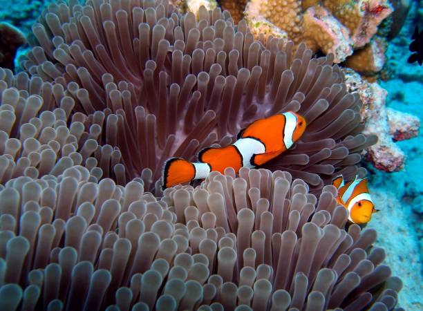 アネモネのカクレクマノミ - sea life andaman sea thailand damselfish ストックフォトと画像