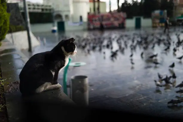 Photo of Stray Cat Looking to the Pigeons