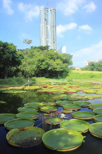 The Central Park east tower as seen from Botanical Garden Caracas Venezuela