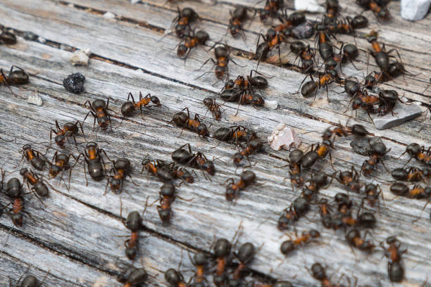 istock Teamwork: Black and Red Ants on Wooden Surface with Stones 922000346