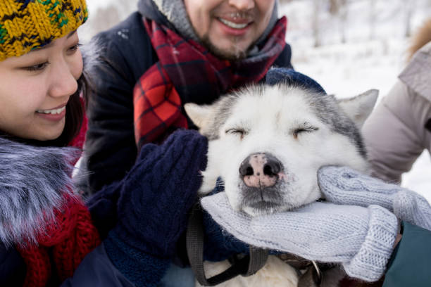 istock Husky Dog Enjoying Rubs 922000792