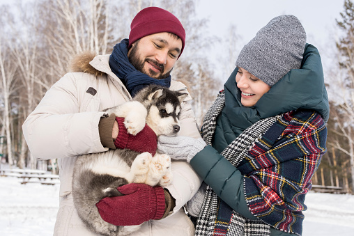 Waist up portrait of modern young couple holding adorable husky pup and cuddling with it outdoors on winter day