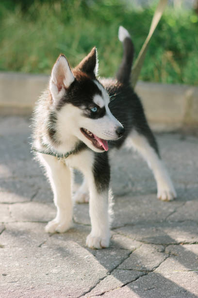 istock Little husky puppy staying on the road 922001886