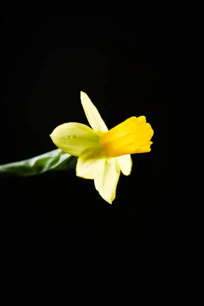 Photo of Daffodil or narcissus flower on a black background.