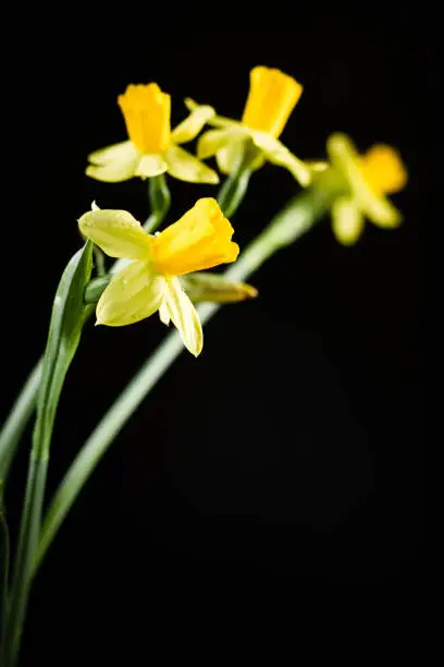 Photo of Daffodil or narcissus flowers on a black background.