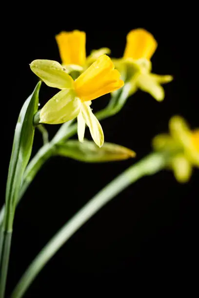 Photo of Daffodil or narcissus flowers on a black background.
