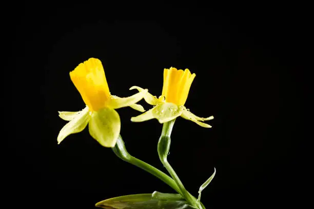 Photo of Daffodil or narcissus flowers on a black background.