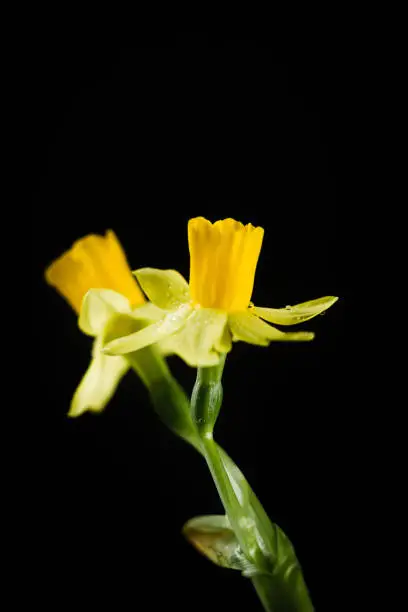 Photo of Daffodil or narcissus flowers on a black background.