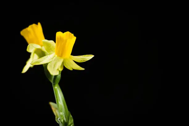 Photo of Daffodil or narcissus flowers on a black background.