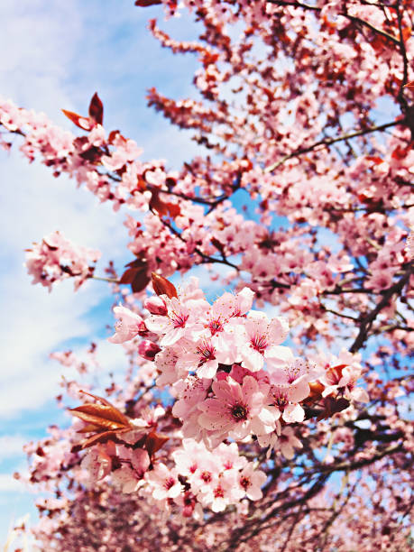 pink-sakura-flowers-beautiful-