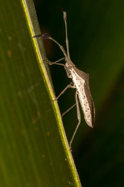 istock Little insect on leaf close up - Macro little bug horizontal photo 922010802