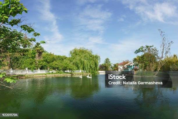 Beautiful Landscape With Swansmute On The Big Pond Of The City Park Of The Southern Spa Town Stock Photo - Download Image Now