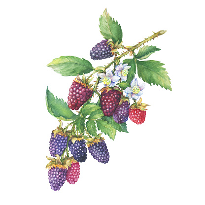 Branch of ripe boysenberry (Tayberry, hybrid between raspberry and blackberry) with berries, flowers and leaves. Watercolor hand drawn painting illustration isolated on white background