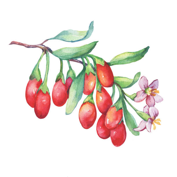 ilustrações, clipart, desenhos animados e ícones de ramo da planta de goji com vermelho bagas, flores e folhas. frutas frescas de goji (lycium barbarum, videira de matrimônio, wolfberry). aquarela pintura da mão desenhada ilustração isolado no fundo branco. - wolfberry