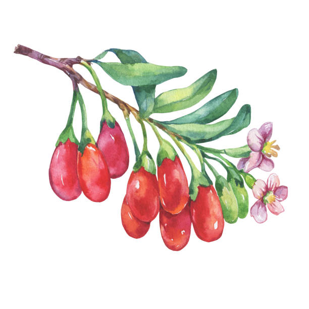 ilustraciones, imágenes clip art, dibujos animados e iconos de stock de rama de la planta de goji con rojo bayas, hojas y flores. frutas frescas de goji (lycium barbarum, vid del matrimonio, wolfberry). acuarela dibujado a mano pintura ilustración aislada sobre fondo blanco. - wolfberry