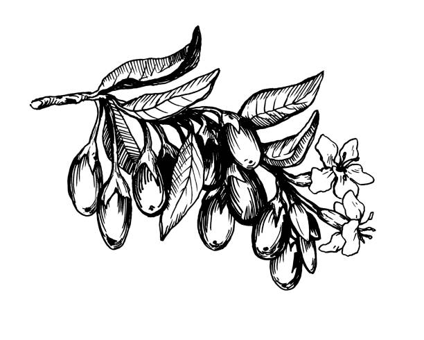 ilustrações, clipart, desenhos animados e ícones de gráfico do ramo da planta de goji com bagas, flores e folhas. frutas frescas de goji (lycium barbarum, videira de matrimônio, wolfberry). ilustração de contorno preto e branco, isolado no fundo branco. - wolfberry