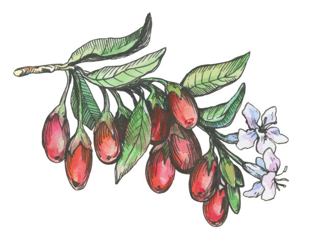 ilustrações, clipart, desenhos animados e ícones de gráfico da planta de goji com bagas vermelhas e flores (lycium barbarum, videira de matrimônio, wolfberry). ilustração de contorno preto e branco com aquarela pintura desenhada da mão. isolado no fundo branco. - wolfberry