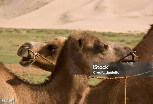 Dos Bactriano Camellos Foto de stock y más banco de imágenes de Aire libre - Aire libre, Animal, Arrear