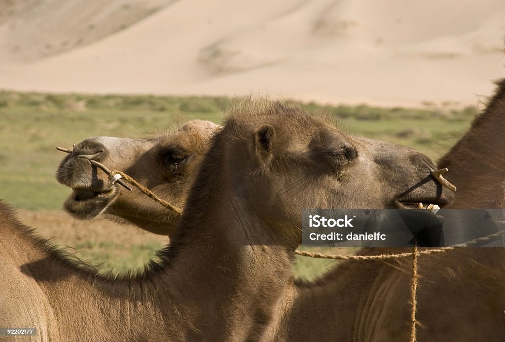 두 bactrian 낙타 - 로열티 프리 0명 스톡 사진